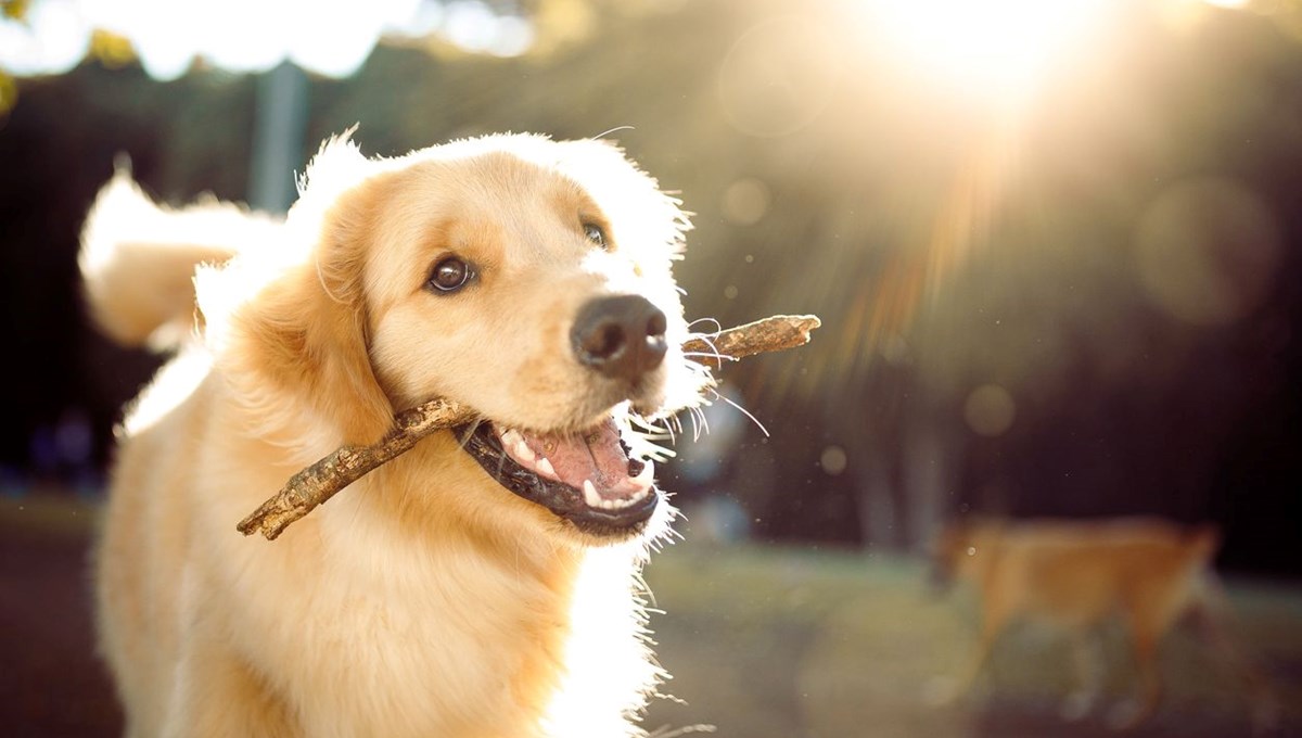 Araştırma: Uzun süre sonra sahiplerine kavuşan köpekler sevinçten ağlayabilir