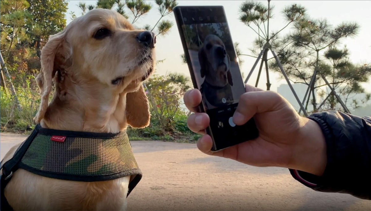 Köpekleri benzersiz burun izlerinden tanıyabilen mobil uygulama geliştirildi