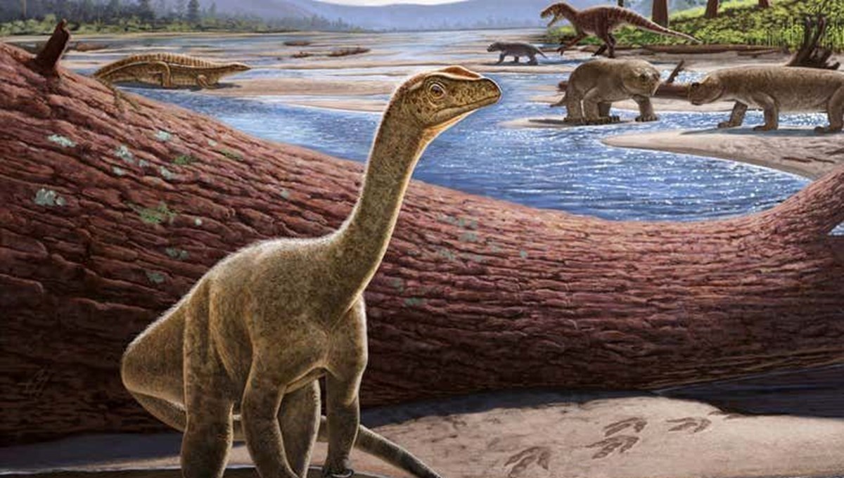 Zimbabve'de en az 200 milyon yaşında dinozor fosili bulundu